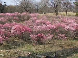 あかやしおの開花