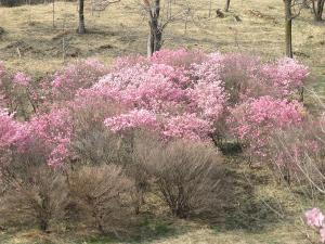 あかやしおの開花