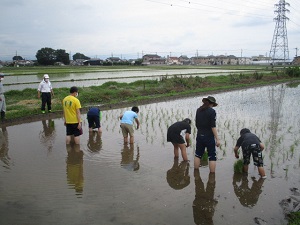 taue