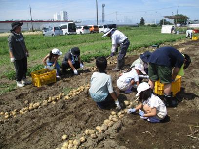 じゃがいも収穫