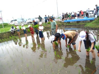 田植え作業
