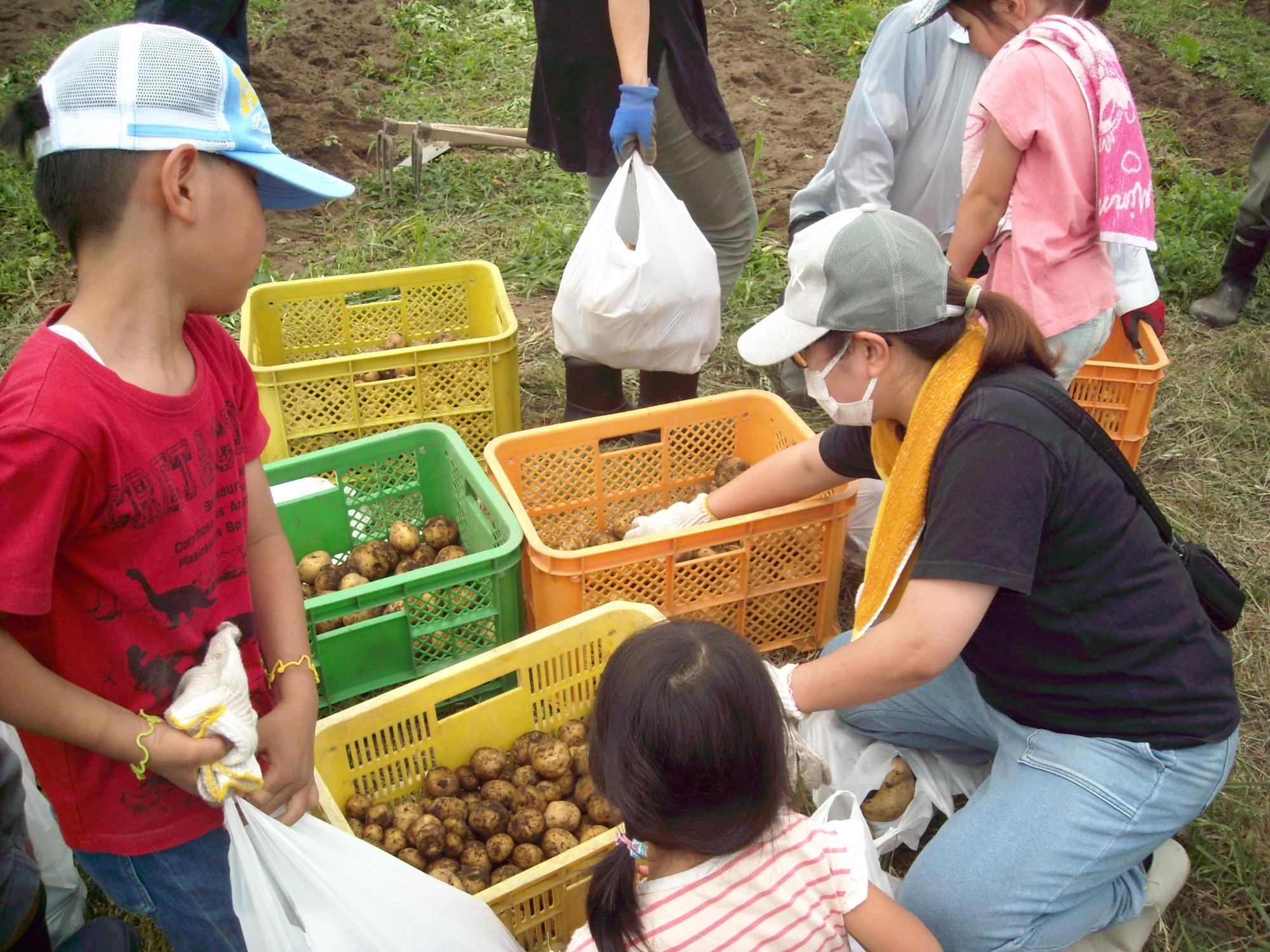 じゃがいも収穫
