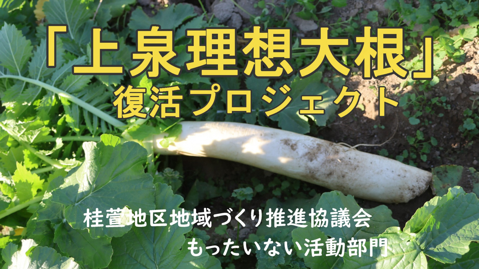 上泉理想大根復活プロジェクト