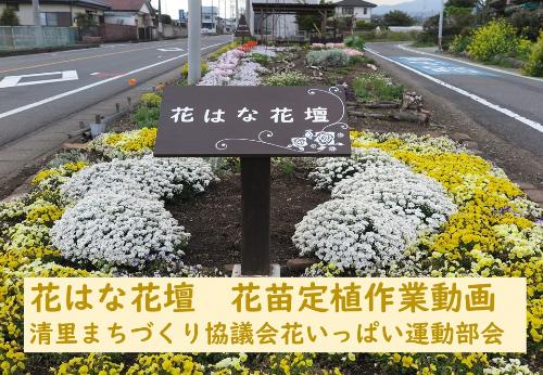 清里まちづくり協議会花いっぱい運動部会の花苗定植作業の様子