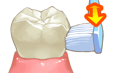 歯に対して歯ブラシを直角にあてる歯みがき方法のイラスト画像