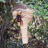 初期のころのスズメバチの巣の写真