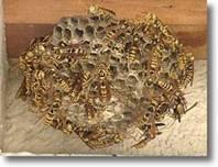 駆除の対象外となるアシナガバチの巣の写真