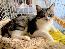 2025年2月10日に国領町1丁目で行方不明になった猫の画像です