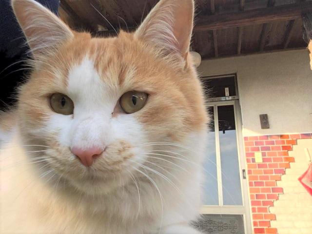 2025年2月26日に宮地町で行方不明になった猫の画像です