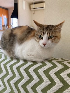 2025年5月3日に吉岡町大久保で行方不明になった猫の画像です