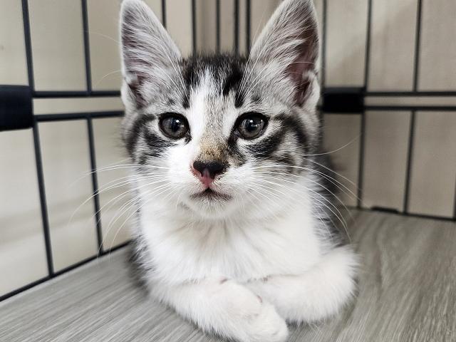 ふさ