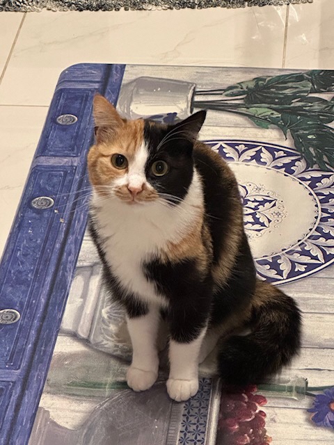 2025年6月8日に下大島町で行方不明になった猫の画像です