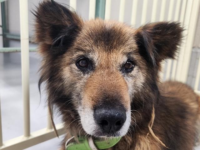 2025年7月8日に上青梨子町で保護された犬の画像です