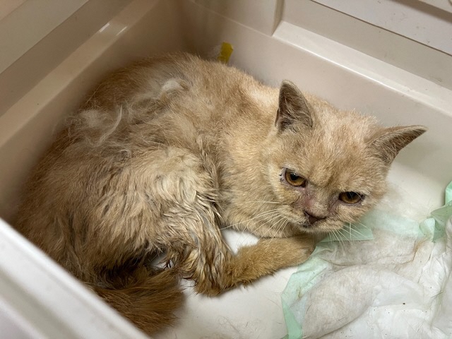 2025年8月19日に市民の方が富士見町皆沢で保護した猫の画像です