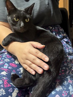 2025年9月21日に市民の方が保護した猫の画像です