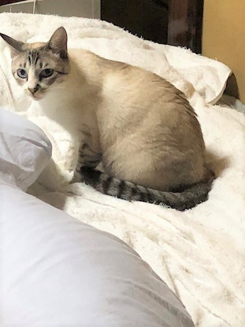 2025年11月20日に江木町で行方不明になった猫の画像です