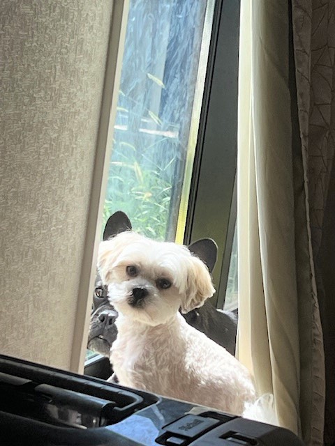 2025年11月3日に伊勢崎市大正寺町で行方不明になった犬の画像です