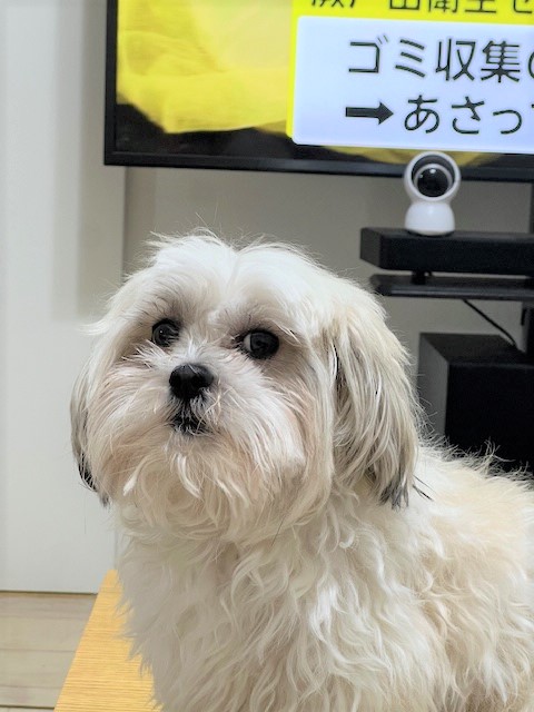 2025年11月3日に伊勢崎市大正寺町で行方不明になった犬の画像です