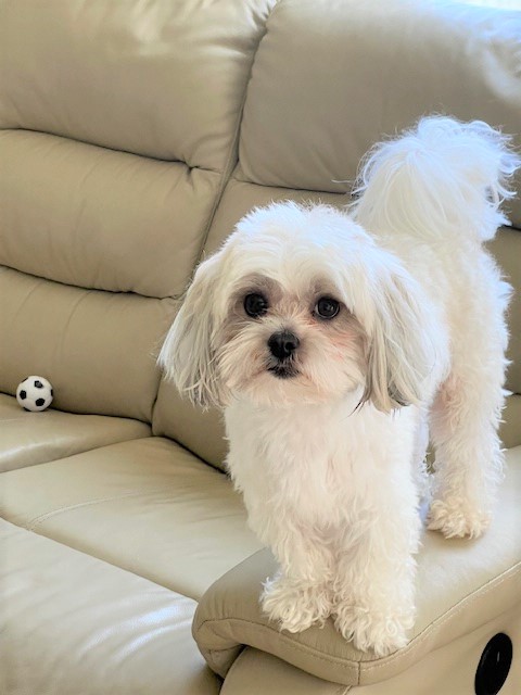 2025年11月3日に伊勢崎市大正寺町で行方不明になった犬の画像です