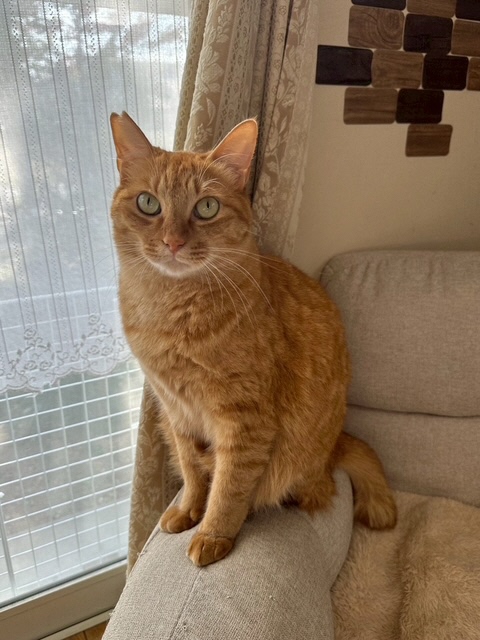 2026年3月8日に上沖町で行方不明になった猫の画像です