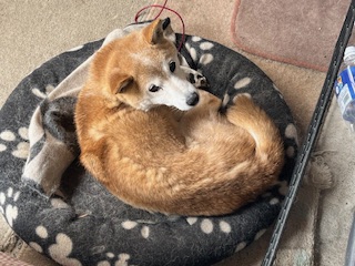 2026年3月11日に桐生市新里町で行方不明になった犬の画像です