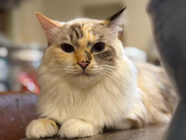 2026年6月17日に下細井町で行方不明になった猫の画像です