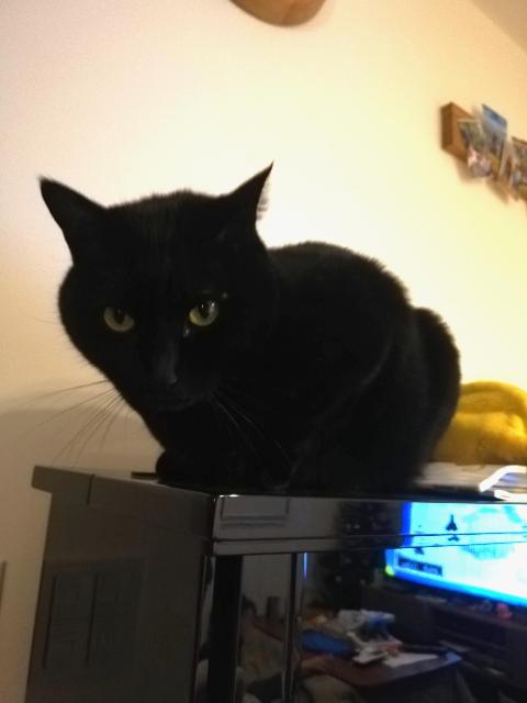 2026年8月11日に富士見町米野で行方不明になった猫の画像です