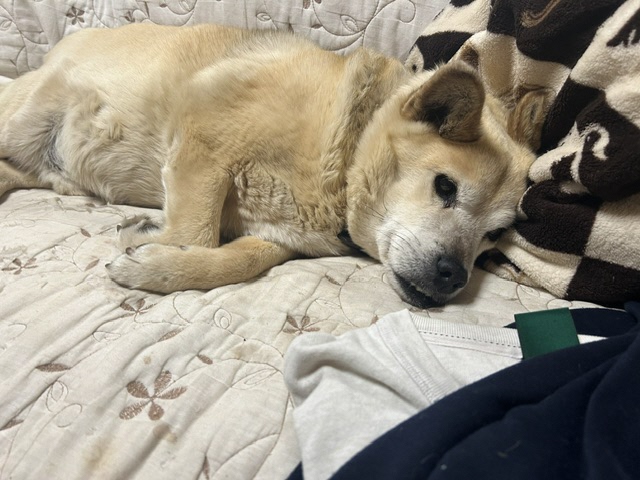 2026年7月26日に行方不明になった犬の画像です