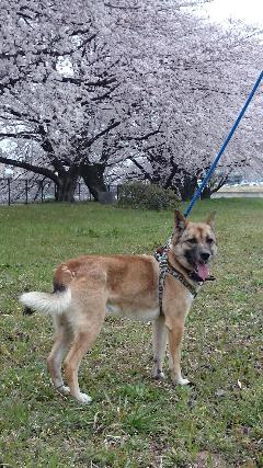 2026年3月13日に飯土井町で行方不明になった犬の画像です