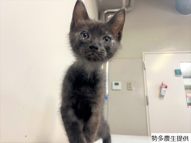 かろ