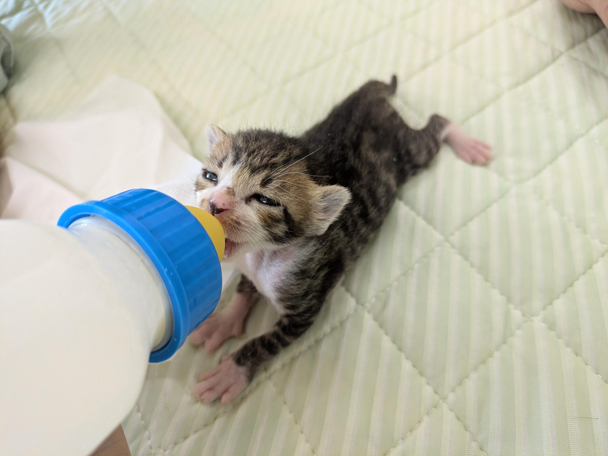 ミルクを飲む子猫