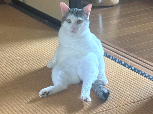 2026年1月上旬に朝日町3丁目で行方不明になった猫の画像です