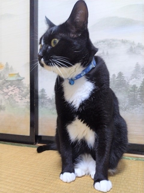 2025年4月22日に高崎市上滝町で行方不明になった猫の画像です