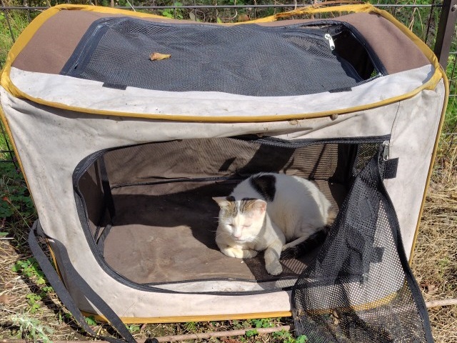 2025年4月7日に上長磯町で行方不明になった猫の画像です