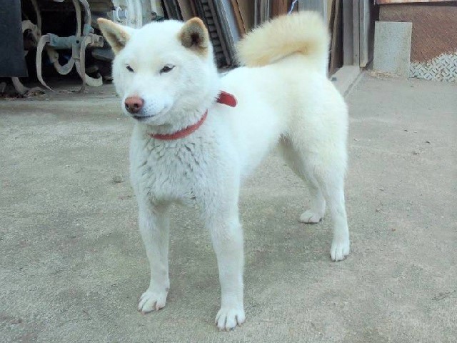 2025年5月3日に朝倉町で行方不明になった犬の画像です