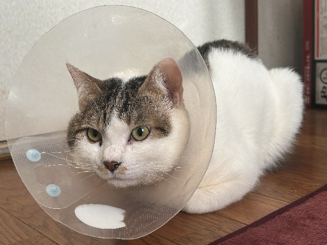 2025年5月7日に上細井町で行方不明になった猫の画像です