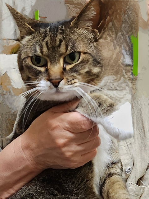 2025年5月14日に東善町で行方不明になった猫の画像です
