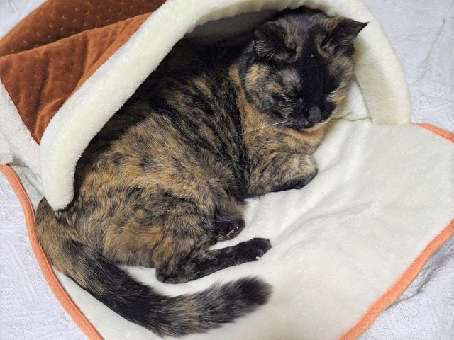 2025年5月22日に青柳町で行方不明になった猫の画像です