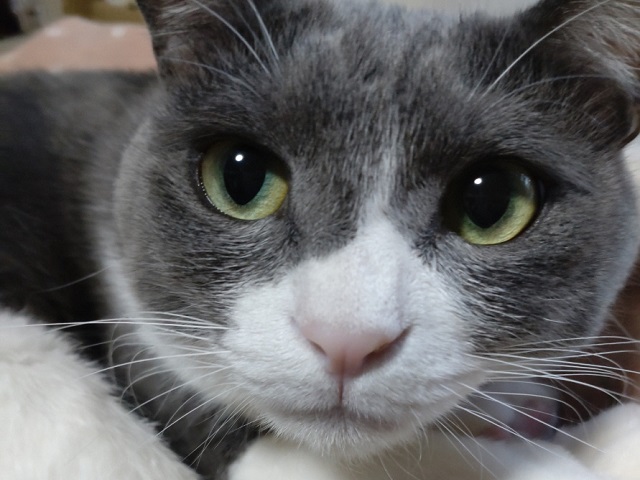 2025年6月12日に南町3丁目で行方不明になった猫の画像です