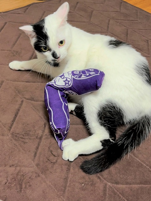 2025年7月7日に大胡町で行方不明になった猫の画像です