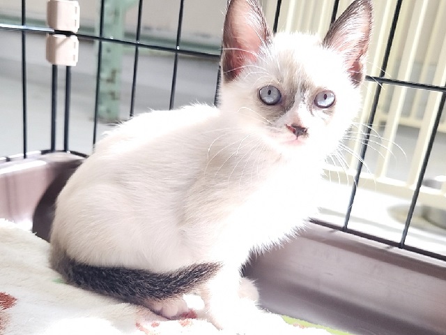 しゃんだ