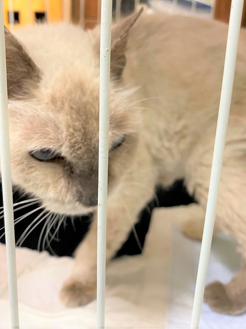 2025年9月14日に市民の方がぬで島町で保護した猫の画像です