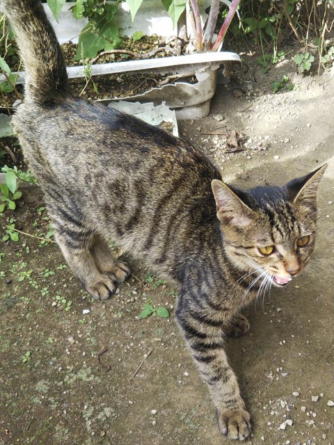 2025年10月7日に市民の方が伊勢崎市美茂呂町で保護した猫の画像です