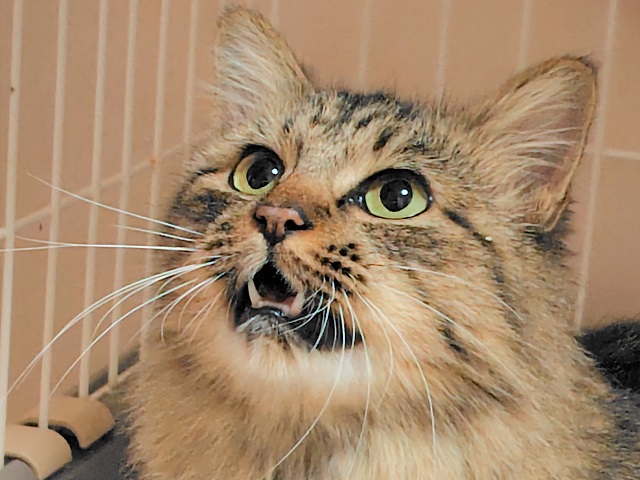 2025年11月1日に市民の方が上長磯町で保護した猫の画像です