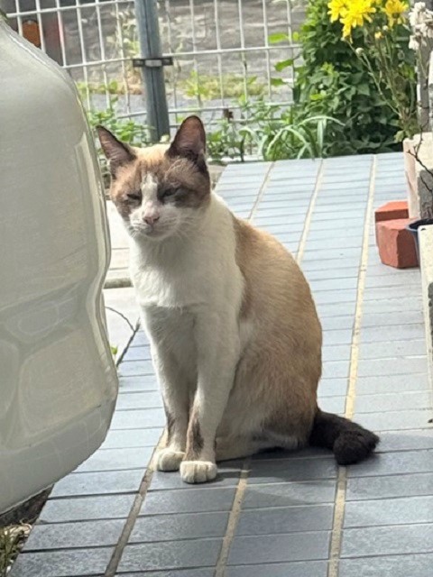 2025年10月20日に市民の方が天川原町2丁目で保護した猫の画像です