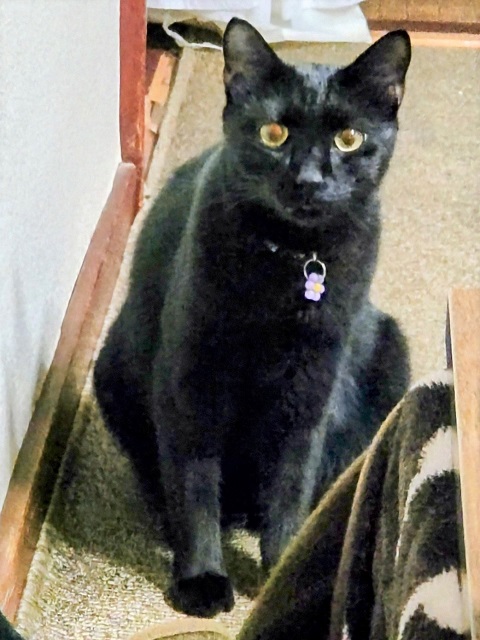 2025年12月17日に荒牧町2丁目で行方不明になった猫の画像です