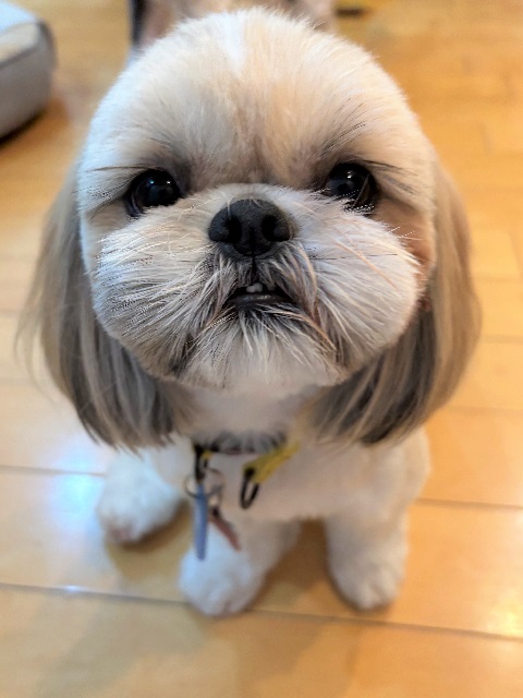 2025年12月29日に埼玉県所沢市で行方不明になった犬の画像です