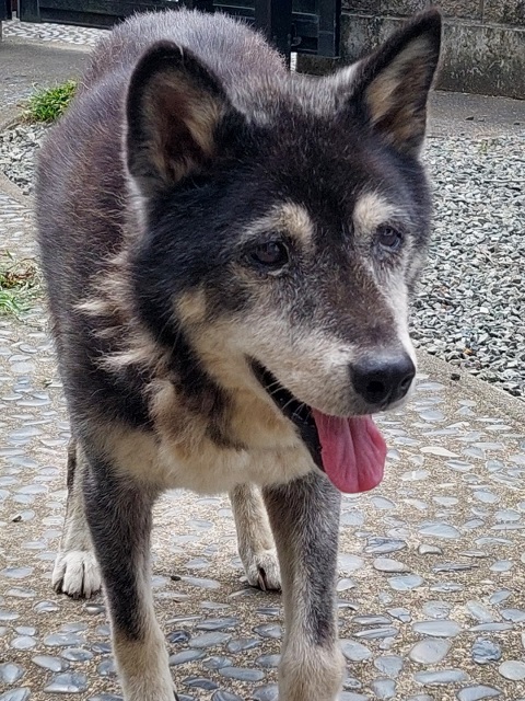 2026年2月2日に粕川町深津で行方不明になった犬の画像です