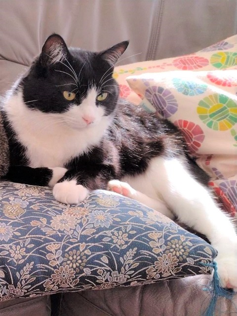 2026年1月26日に山王町で行方不明になった猫の画像です