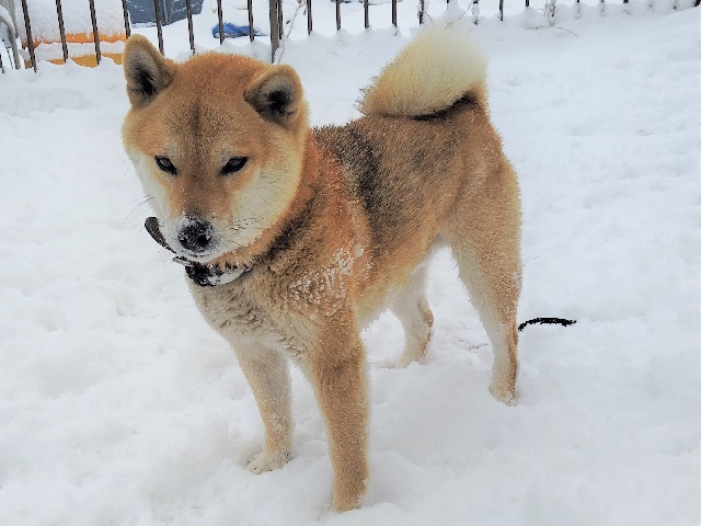 2026年2月11日に伊勢崎市上田町で行方不明になった犬の画像です